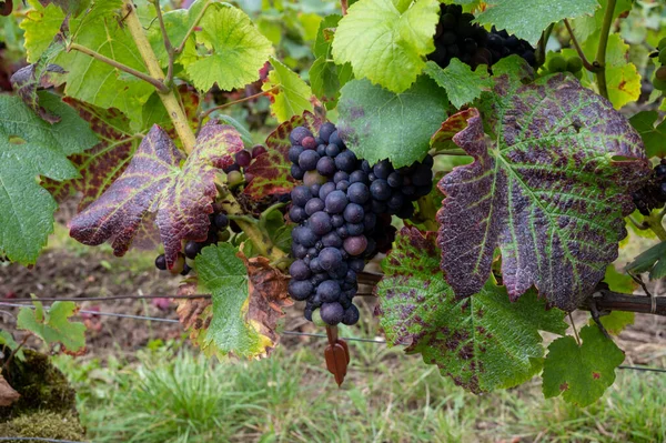 ノワールのワインブドウは フランスのワイン製造 シャンパン ヴェルゼナイ近郊のモンターニュ ランスにある有名なシャンパンハウスのグランド クルーのブドウ畑で熟成します — ストック写真