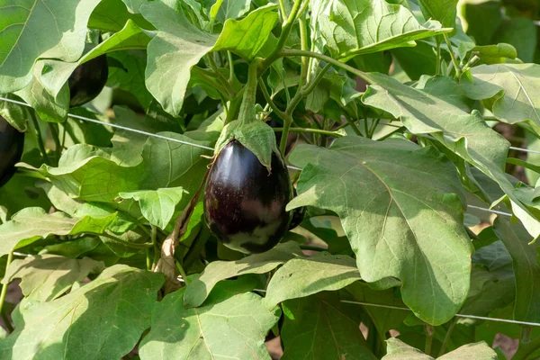 Granja Verduras Con Hileras Berenjenas Con Frutas Violetas Maduras Día — Foto de Stock