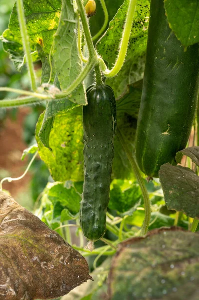 Invernadero Con Plantación Plantas Pepinos Maduros Verdes Agrucultura Fondi Lazio — Foto de Stock