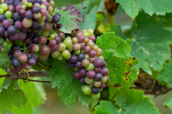 Pinot Noir Uvas Vinho Amadurecendo Grandes Vinhas Cru Famosas Casas — Fotografia de Stock