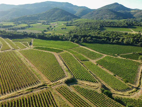 Wijn Maken Het Departement Var Provence Alpes Cote Azur Regio — Stockfoto