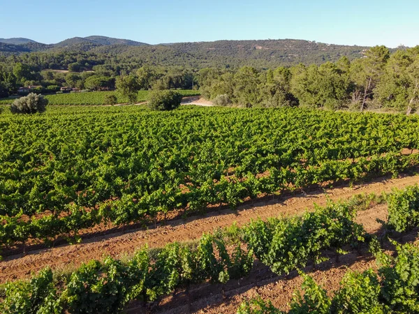 Elaboración Del Vino Departamento Var Provenza Alpes Costa Azul Región — Foto de Stock