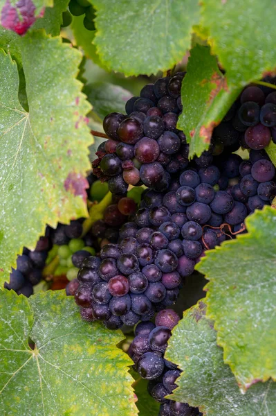 Pinot Noir Moštové Hrozny Zrání Velké Cru Vinice Slavných Domů — Stock fotografie