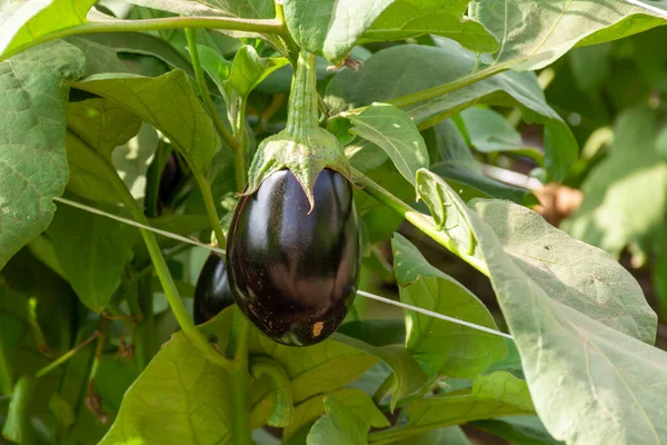 Groenten Boerderij Met Rijen Aubergines Met Rijpe Violette Vruchten Zonnige — Stockfoto