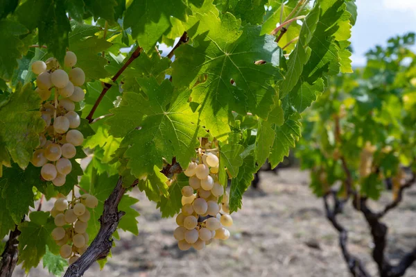 キプロス島のワイン製造業 トロドス山脈の南斜面にブドウの植物を栽培しているキプロスのブドウ畑の眺め — ストック写真