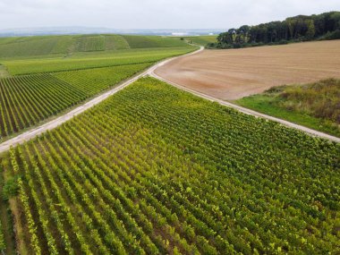 Montagne de Reims 'deki ünlü şampanyaların yeşil Pinot Noir Grand Cru üzüm bağlarının manzarası Verzenay yakınlarında şampanya, Fransa' da şarap yapımı