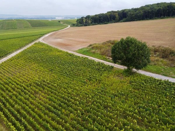 View Green Pinot Noir Grand Cru Vineyards Famous Champagne Houses — Stock Photo, Image