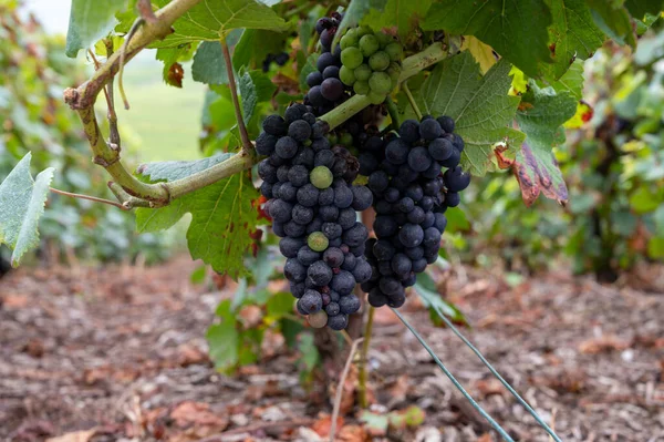 Vista Sobre Verde Pinot Noir Grand Cru Vinhedos Famosas Casas — Fotografia de Stock