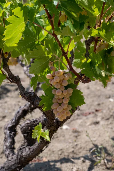 Weinindustrie Auf Der Insel Zypern Trauben Reifer Weißer Trauben Hängen — Stockfoto