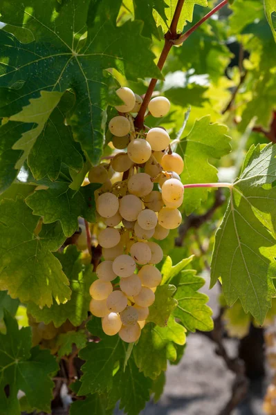 Industrie Viticole Sur Île Chypre Grappes Raisins Blancs Mûrs Suspendues — Photo