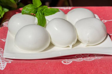 Peynir koleksiyonu, taze İtalyan yumuşak peynirli mozzarella di bufala campana taze fesleğenle servis edilir.