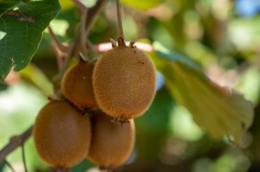 Meyve bahçesinde taze taze kivi meyveleri, güneşli bir günde kivi tarlaları.