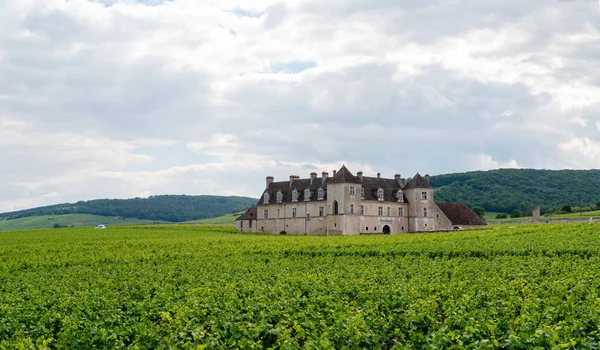 Groene Grand Cru Premier Cru Wijngaarden Met Rijen Pinot Noir — Stockfoto