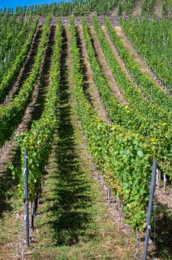 Üzüm bağlarında olgun beyaz Riesling üzümleri, Avrupa 'nın en dik üzüm bağı olan Calmont' ta hasat zamanı Moselle Nehri Vadisi, Bremm, Almanya 'da güneşli bir günde