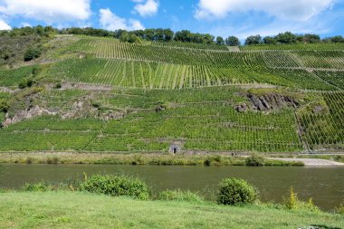 Almanya 'nın Punderich ortaçağ köyü yakınlarındaki yeşil teraslı üzüm bağları ve Moselle nehri manzarası