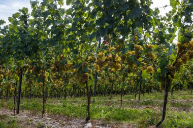 Krvon Moselle nehir vadisinde hasat zamanı, Almanya 'da doğa yürüyüşü Traben-Trarbach, Almanya' da seyahat yeri, olgunlaşmış beyaz üzüm demetleri.