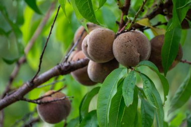 Kızıl Alman şarap şeftalileri, Moselle nehir vadisindeki Calmont bölgesinde hasat zamanı Almanya 'da üzüm bağlarında yetişen şeftali ağaçları.