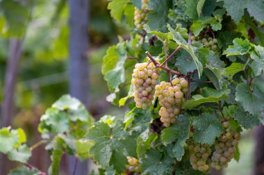 Eylül 'de üzüm bağlarında olgunlaşan üzümler, Avrupa' nın en dik üzüm bağı olan Calmont bölgesinde hasat zamanı Moselle Nehri Vadisi, Ediger-Eller, Almanya