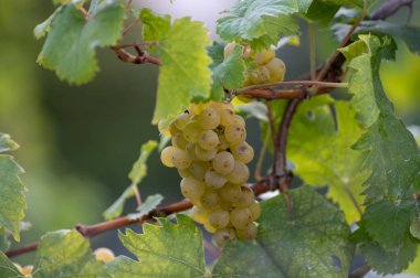 Olgun beyaz üzüm bağları, sıralı bitkiler, Calmont 'ta hasat zamanı Avrupa' nın en sarp üzüm bağları Almanya 'nın Moselle Nehri vadisinde.