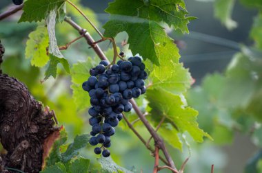 Olgun mavi Pinot Noir Spatburgunder üzüm bağları, sıralı bitkiler, Calmont şarapları hasat zamanı Avrupa 'nın en dik üzüm bağları ile Moselle Nehri vadisinde Almanya