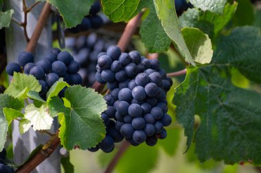 İtalyan Rodez sert peyniri çiğ inek sütüyle üretilir, 6 ay olgunlaşır, İtalya 'da peynir tadılır.