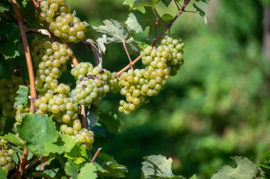 Üzüm bağlarında olgun beyaz Riesling üzümleri, Avrupa 'nın en dik üzüm bağı olan Calmont' ta hasat zamanı Moselle Nehri Vadisi, Bremm, Almanya 'da güneşli bir günde