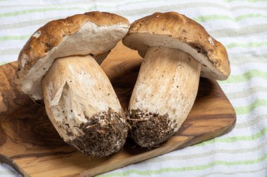 Boletus edulis, cepe, porcini mantarları ahşap zeminde yıkanmamış, ormanın lezzetli vejetaryen yemekleri, Fransız mutfağı ve İtalyan mutfağı için malzemeler, makarna, risotto, yakın plan çorbası.