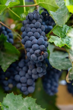 Olgun mavi Pinot Noir Spatburgunder üzüm bağları, sıralı bitkiler, Calmont şarapları hasat zamanı Avrupa 'nın en dik üzüm bağları ile Moselle Nehri vadisinde Almanya