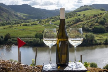 Alman kaliteli beyaz şarap riesling, Mosel şarap bölgesi, Avrupa 'nın en dik Calmont Klettersteig üzüm bağında büyüyen beyaz üzümler, Bremm ve Ediger-Eller, Almanya yakınlarındaki bardaklar ve şişe,