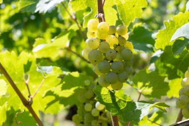 Üzüm bağlarında olgun beyaz Riesling üzümleri, Avrupa 'nın en dik üzüm bağı olan Calmont' ta hasat zamanı Moselle Nehri Vadisi, Bremm, Almanya 'da güneşli bir günde