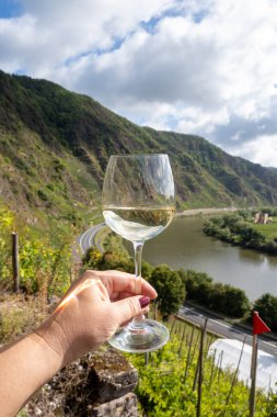 Alman kaliteli beyaz şarapları, Mosel şarap bölgesi, Avrupa 'nın en sarp Calmont Klettersteig bağında büyüyen beyaz üzümler, camla el ele, Almanya' nın Breaar yakınlarındaki Mosel nehrinin manzarası