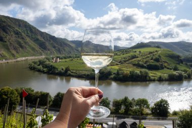 Alman kaliteli beyaz şarapları, Mosel şarap bölgesi, Avrupa 'nın en sarp Calmont Klettersteig bağında büyüyen beyaz üzümler, camla el ele, Almanya' nın Breaar yakınlarındaki Mosel nehrinin manzarası