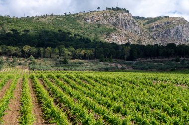 Sicilya 'daki Palermo-Trapani otoyolunun yeşil tepelerinde üzüm bağları ve zeytinlikleri var.