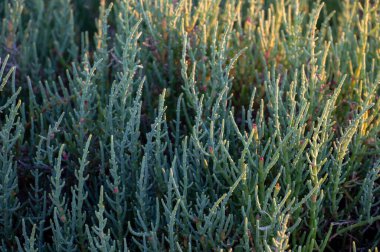 Botanik koleksiyonu, yeşil yenilebilir deniz sulu bitki, Salicornia veya deniz gözlüğü otu, tuzlu bataklıklarda yetişen, lezzetli sağlıklı yiyecekler.