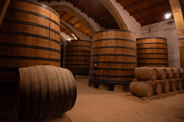 Eski büyük meşe fıçılarıyla şarap mahzeni ziyareti, Marsala, Sicilya 'da güçlendirilmiş kuru veya tatlı marsala şarabı üretimi, İtalya' da şarap endüstrisi