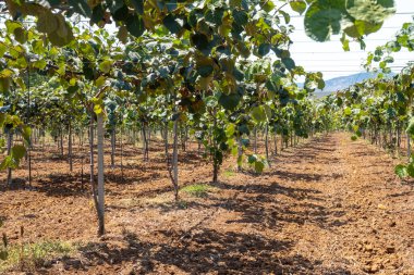 Yeni altın ya da yeşil kivi hasadı, İtalya 'daki meyve bahçesinde asılı kıllı meyveler, Lazio, Fondi
