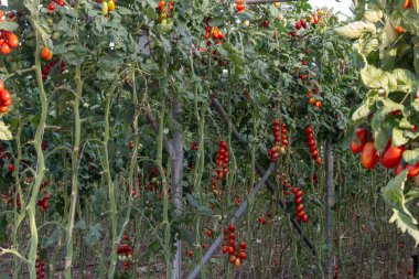 Fondi, Lazio 'da açık sera çiftliklerinde kırmızı salata ya da sos yetiştirmek yazın İtalya' da tarım, sebze hasadı
