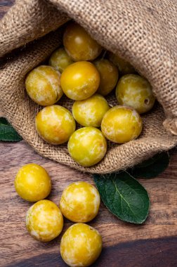 Fransa 'dan tatlı, küçük, sarı mirabelle erikleri, sağlıklı organik meyveler.
