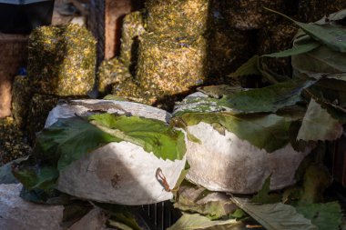 Sfizioso, İtalyan kestane ağacıyla olgunlaşmış. İtalya 'nın Lombardiya bölgesinin Gorgonzola şehrinde haftalık pazara koyunlu pekora sütünden peynirli, kaliteli İtalyan peyniri bırakıyor.