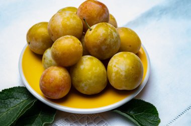 Fransa 'dan tatlı, küçük, sarı mirabelle erikleri, sağlıklı organik meyveler.