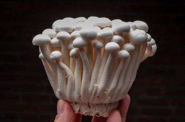 Deniz koyundaki gece manzarası, Collioure 'un eski kasabasının ışıkları ve renkli evleri, Cote Vermeille, Pyrenees-Orientales, Occitania, Fransa. Yaz hedefi