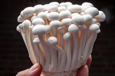 Deniz koyundaki gece manzarası, Collioure 'un eski kasabasının ışıkları ve renkli evleri, Cote Vermeille, Pyrenees-Orientales, Occitania, Fransa. Yaz hedefi