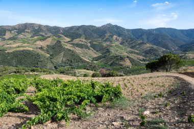 Deniz koyundaki gece manzarası, Collioure 'un eski kasabasının ışıkları ve renkli evleri, Cote Vermeille, Pyrenees-Orientales, Occitania, Fransa. Yaz hedefi