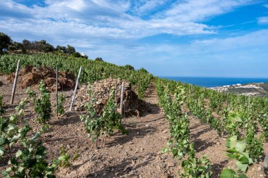 Deniz koyundaki gece manzarası, Collioure 'un eski kasabasının ışıkları ve renkli evleri, Cote Vermeille, Pyrenees-Orientales, Occitania, Fransa. Yaz hedefi
