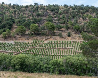 Deniz koyundaki gece manzarası, Collioure 'un eski kasabasının ışıkları ve renkli evleri, Cote Vermeille, Pyrenees-Orientales, Occitania, Fransa. Yaz hedefi