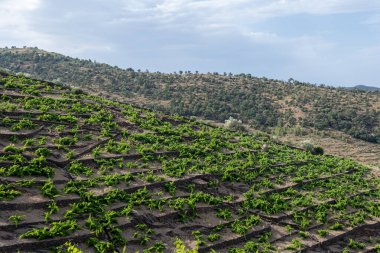 Deniz koyundaki gece manzarası, Collioure 'un eski kasabasının ışıkları ve renkli evleri, Cote Vermeille, Pyrenees-Orientales, Occitania, Fransa. Yaz hedefi