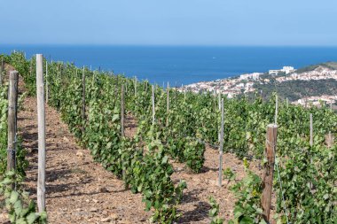 Yeşil tepelerin ve Banyuls AOP üzüm bağlarının manzarası, üzüm bitkileri, Pyrenees dağları ve Akdeniz arasında, Fransa 'nın güneyinde doğal tatlı şaraplar üretmek için özel iklim ve toprak,