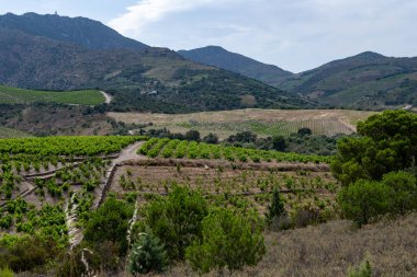 Yeşil tepelerin ve Banyuls AOP üzüm bağlarının manzarası, üzüm bitkileri, Pyrenees dağları ve Akdeniz arasında, Fransa 'nın güneyinde doğal tatlı şaraplar üretmek için özel iklim ve toprak,
