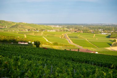 Epernay, Champange, Fransa yakınlarındaki Hautvillers köyündeki ilkel cru şampanya bağlarının panoramik manzarası gün batımında