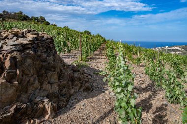 Yeşil tepelerin ve Banyuls AOP üzüm bağlarının manzarası, üzüm bitkileri, Pyrenees dağları ve Akdeniz arasında, Fransa 'nın güneyinde doğal tatlı şaraplar üretmek için özel iklim ve toprak,